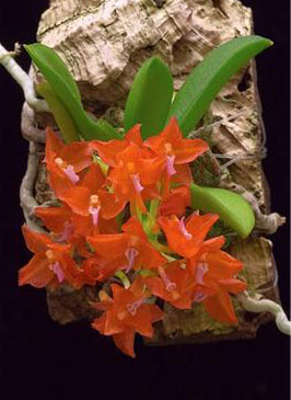 Ceratocentron fesselii цветение орхидеи фото