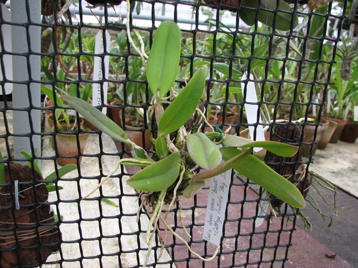 Фото орхидеи Laelia alaori suave 'Binot' x Cattleya luteola 'Big Star'