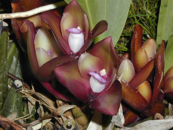 Ц"ветение орхидеи Bifrenaria atropurpurea