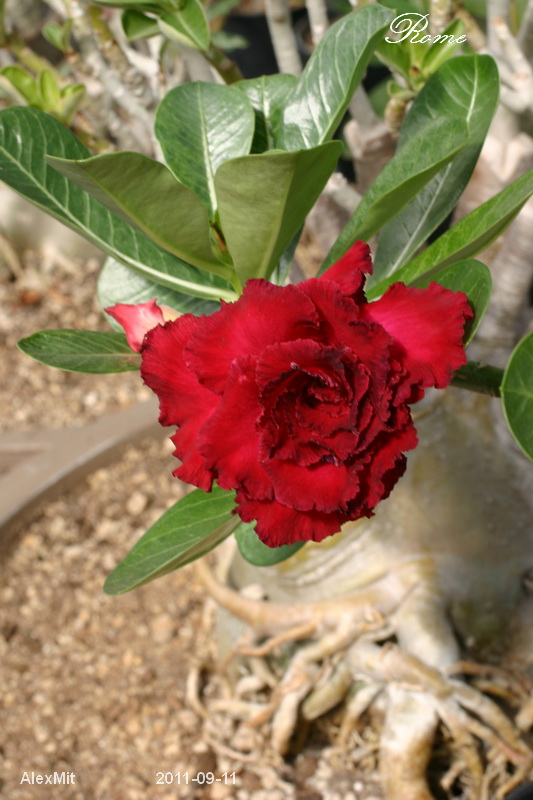 CRW_2809_RJs.JPG