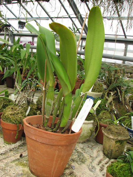 Фото орхидеи Brassolaeliocattleya Memoria Tiang 'Pipob'