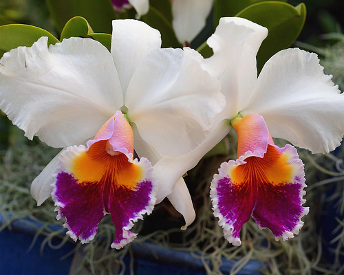 Цветение орхидеи Brassolaeliocattleya Memoria Tiang 'Pipob'