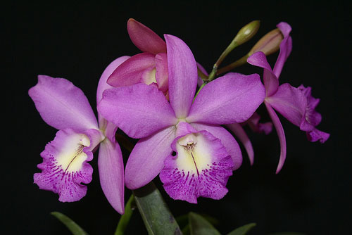 Brassocattleya Little Mermaid 'Janet' фото орхидеи