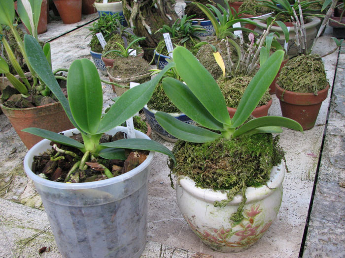 Фото орхидеи Sedirea japonica