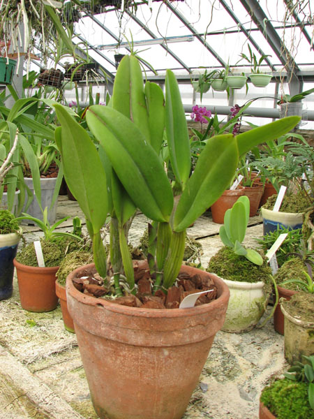 Фото орхидеи Laeliocattleya Chan Hsiu Jewel 'San Mei'