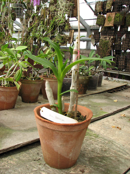 Фото орхидеи Dendrobium Doraemon