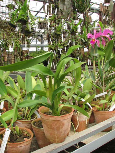 Фото орхидеи Beallara Marfitch Howard's Dream 'Red Fox'