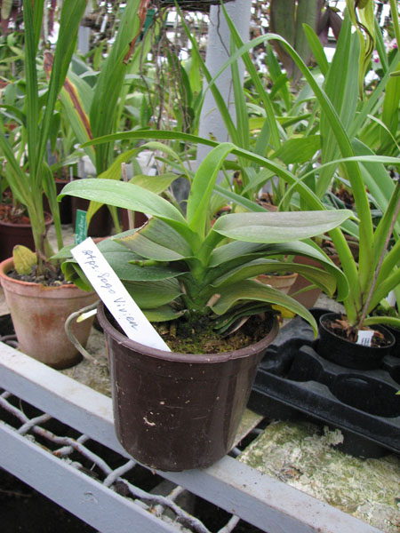 Фото орх=идеи Doritaenopsis Sogo Vivien