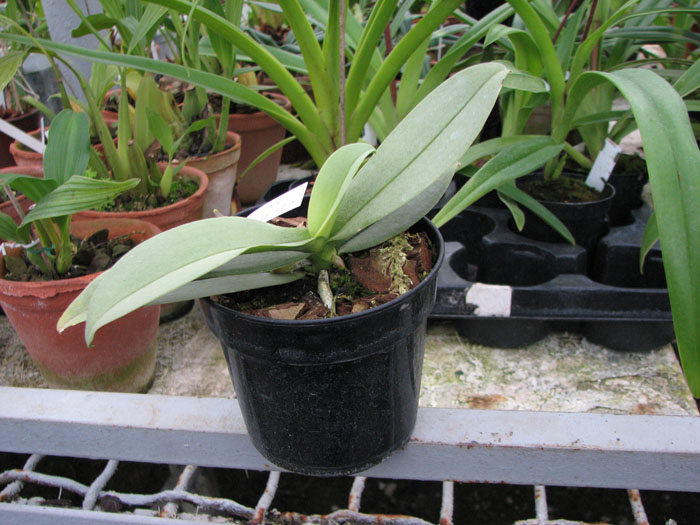 Фото орхидеи Doritaenopsis Meidarland Annaberry 'Meidarland'