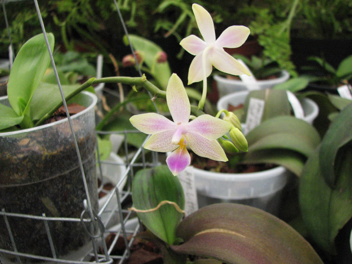 Цветок орхидеи Phalaenopsis Equalacea.jpg