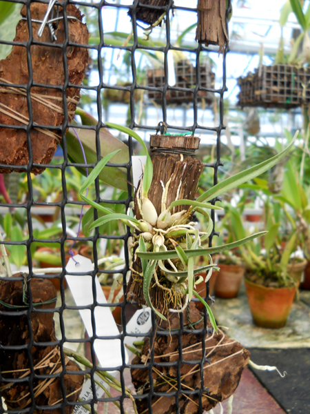 Орхидея Sophronitis violacea.jpg