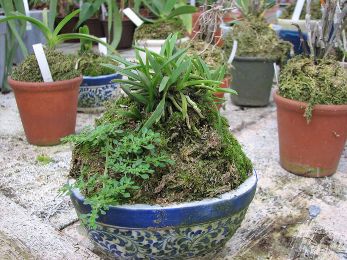 Фото орхидеи Neofinetia falcata Awaharibeni