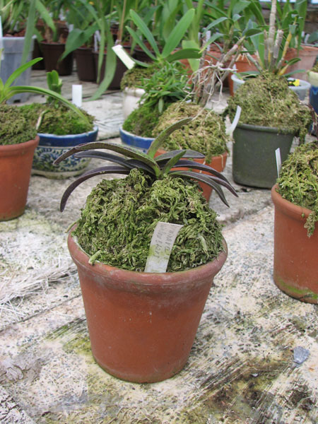 Darwinara Rainbow Stars фото орхидеи.jpg