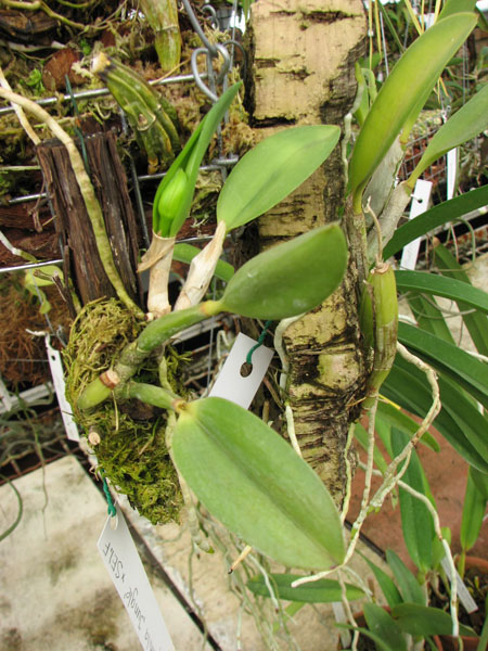 Фото орхидеи Laelia pumila 'Jungle' x SELF
