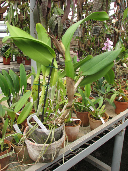 Фото орхидеи Cattleya trianae 'Pink Gem'