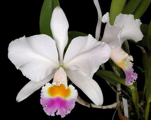 Орхидея Cattleya trianae 'Pink Gem' фото.jpg
