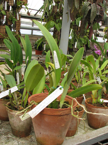 Фото орхидеи Cattleya trianae tipo 'Fine Variety' (98-8) x Cattleya trianae 'India' (10-8)