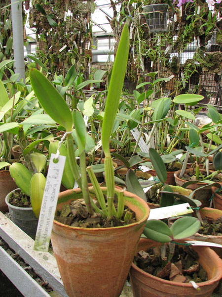 Фото орхидеи Cattleya lueddemanniana escura 'Roja' x Cattleya lueddemanniana escura 'Red'