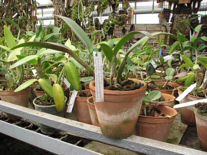 Фото орхидеи Cattleya lueddemanniana alba 'OMG' x Cattleya lueddemanniana caerulea 'Siquesique'