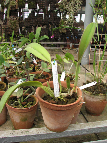 Фото орхидеи Cattleya trianae 'Fine Variety' x Cattleya trianae 'Oscura Posada' XXX
