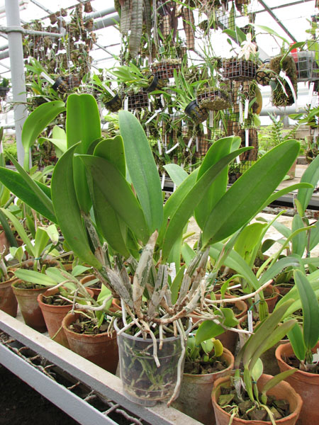 Фото орхидеи Cattleya percivaliana 'Jewel' x Cattleya walkeriana