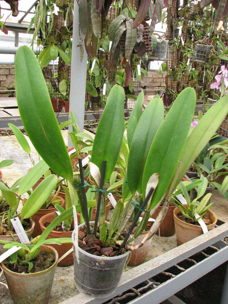 Фото орхидеи Cattleya percivaliana 'Karin'