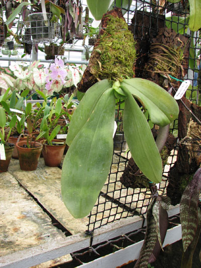 Фото орхидеи Phalaenopsis violacea 'Borneo'