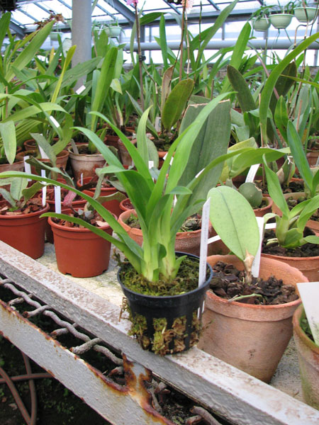 Фото орхидеи Oncidium Twinkle 'CT Golden Fragrance'