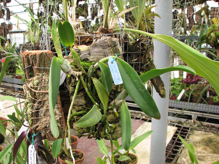 Фото орхидеи Laeliocattleya Mini Purple 'Blue Pacific'