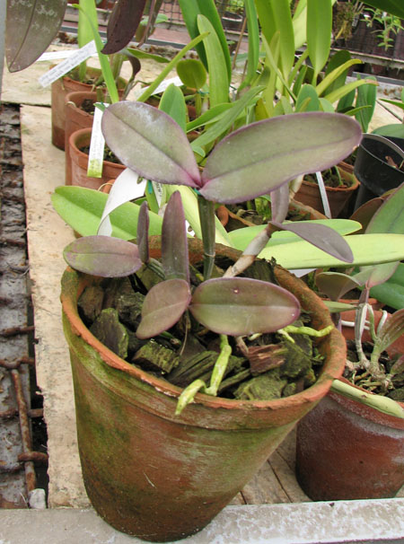 Фото орхидеи Cattleya schilleriana 'Guaraparí' x Cattleya schilleriana 'Olinda'