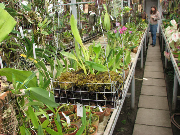 Фото орхидеи Sophrolaeliocattleya Little Hazel 'M'