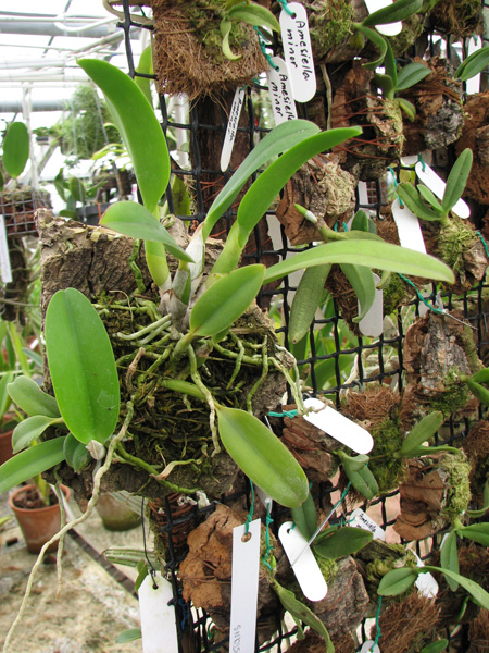 Фото орхидеи Laelia praestans