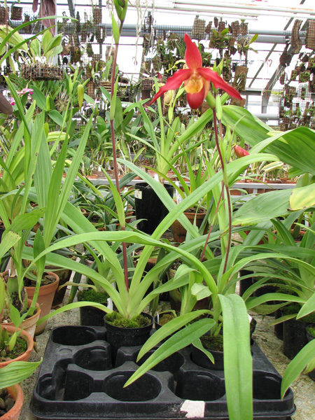 Фото орхидеи Phragmipedium Living Fire