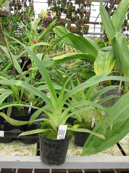 Фото орхидеи Phragmipedium Andean Fire