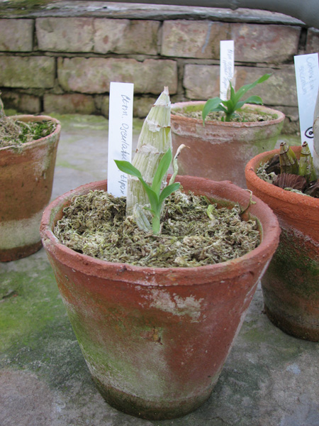 Фото орхидеи Catasetum osculatum (tipo x escuro)