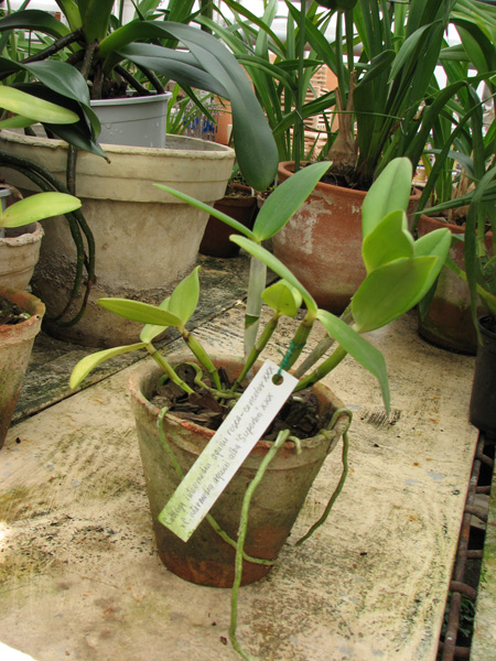 Фото орхидеи Cattleya intermedia aquini rosea-concolor XXX x Cattleya intermedia aquini alba 'Superba' XXX