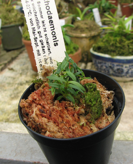 Фото орхидеи Dendrobium agathodaemonis