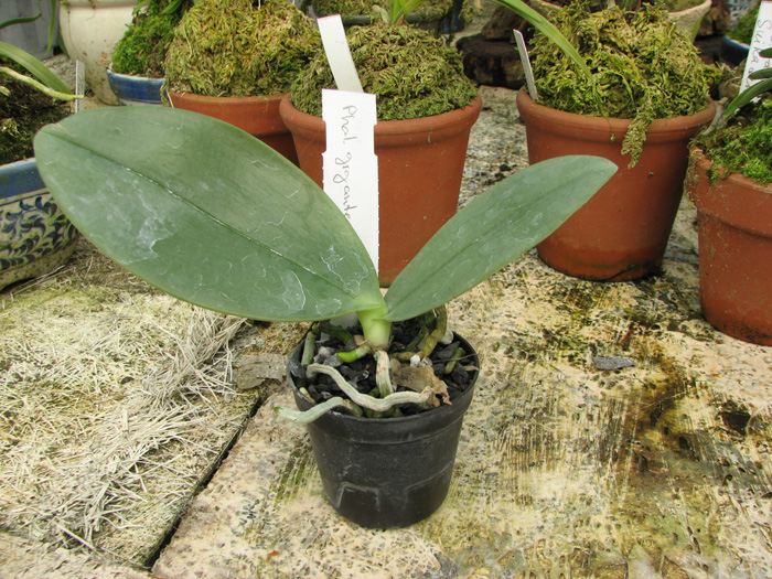 Фото орхидеи Phalaenopsis gigantea