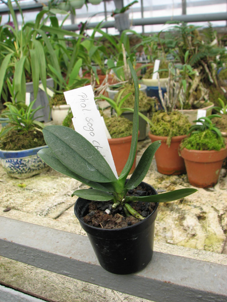 Фото орхидеи Doritaenopsis Sogo Chabstic