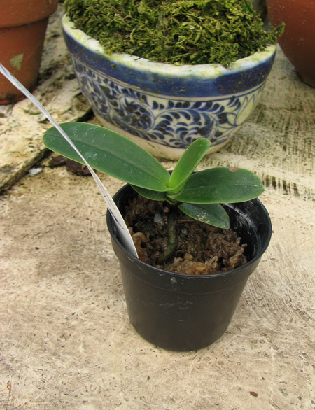 Фото орхидеи Aerangis ellisii