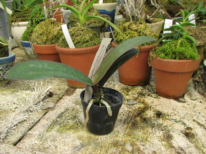 Фото орхидеи Phalaenopsis stuartiana var. nobilis