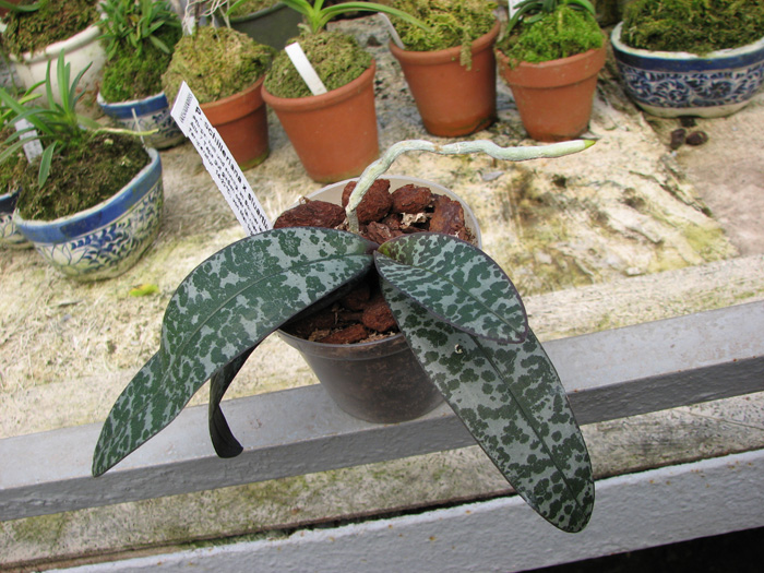 Фото орхидеи Phalaenopsis Philadelphia (schilleriana x stuartiana)