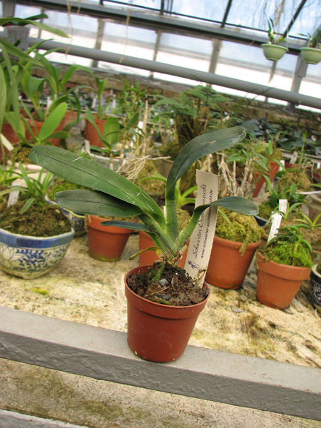 Фото орхидеи Angraecum magdalenae