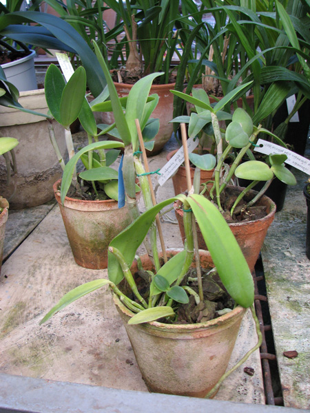 Фото орхидеи Cattleya intermedia fma. aquinii-coerulea 'Haneda'