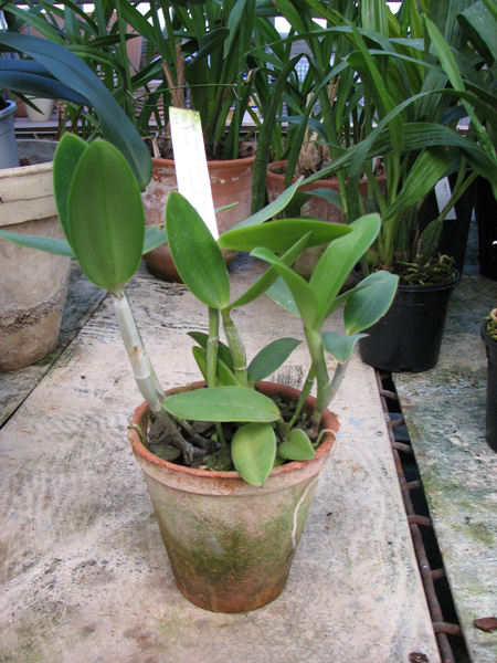 Фото орхидеи Cattleya intermedia flamea caerulea 'Blue Rapsody' x Cattleya intermedia alba XXX (SAN 775)