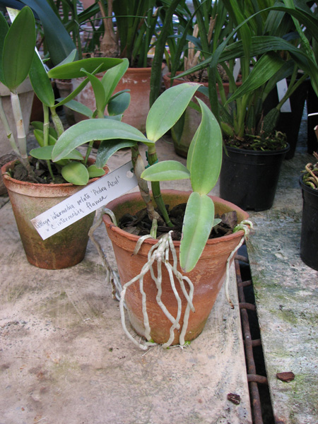 Фото орхидеи Cattleya intermedia orlatão 'Pedra Azul' x Cattleya intermedia flamea