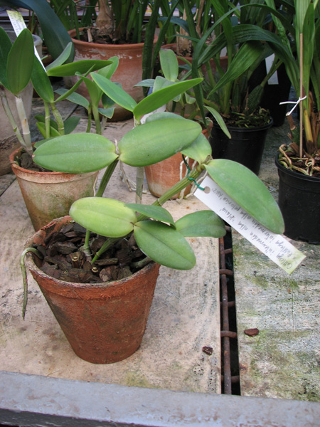 Фото орхидеи Cattleya intermedia alba 'Plana' x Cattleya intermedia alba pelorica 'AWZ'