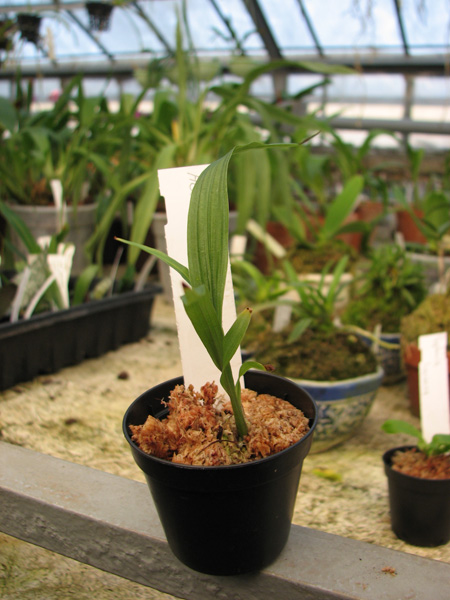 Фото орхидеи Houlletia tigrina