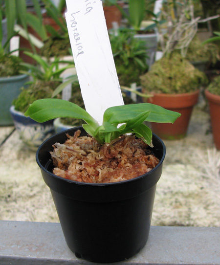 Фото орхидеи Paphinia herrerae