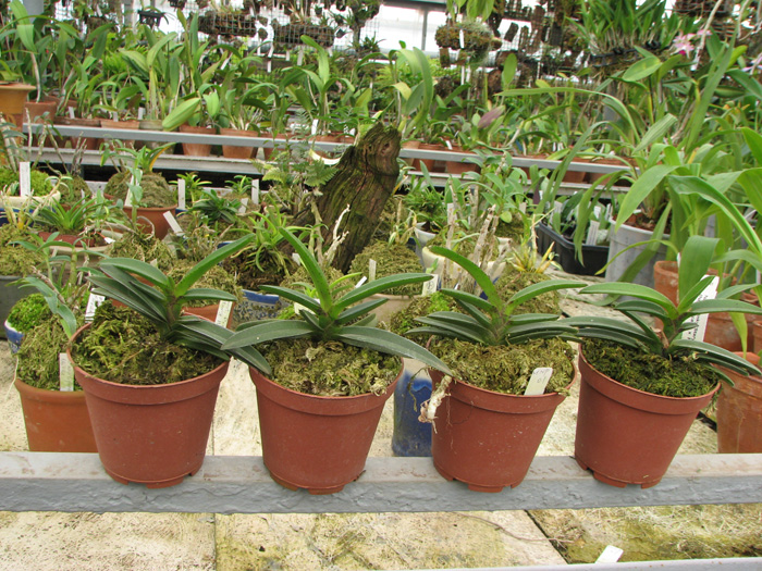 Фото орхидеи Neostylis Pinky 'Starry Night'